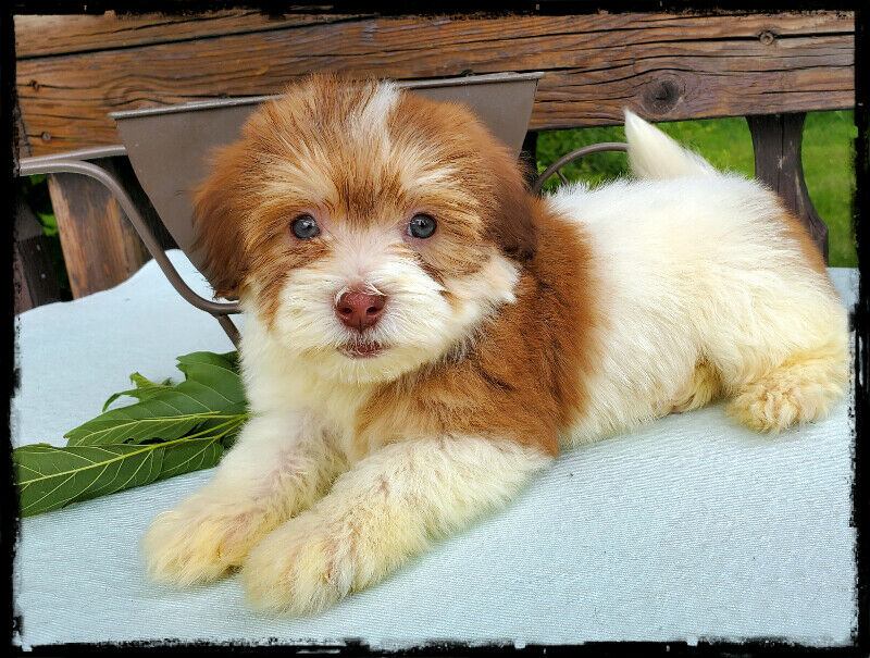 havanese puppies for sale kijiji