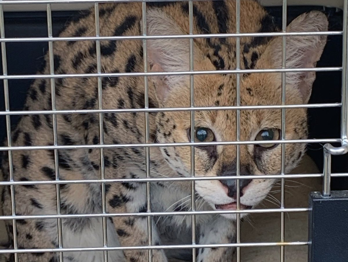 One of 13 serval cats seized from a property in the B.C. interior.