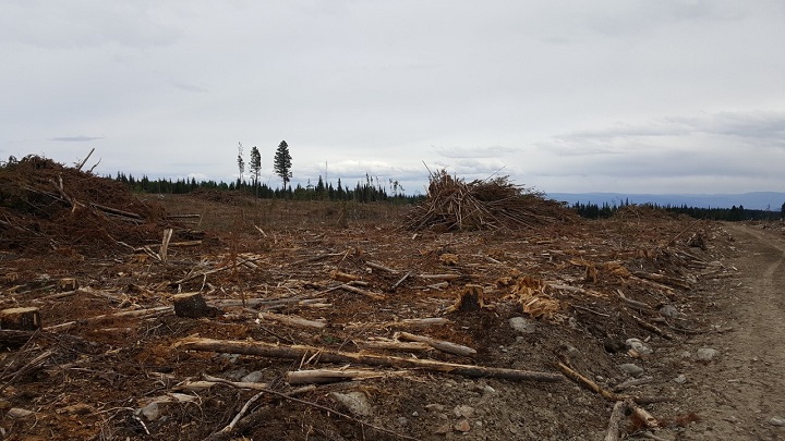A photo showing slash piles in the Peachland watershed.