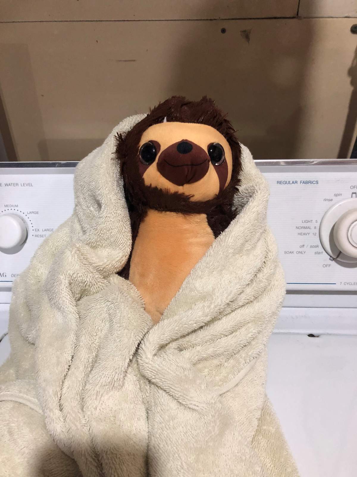 Sammy the sloth fresh out of the bath after being brought in from the rain.