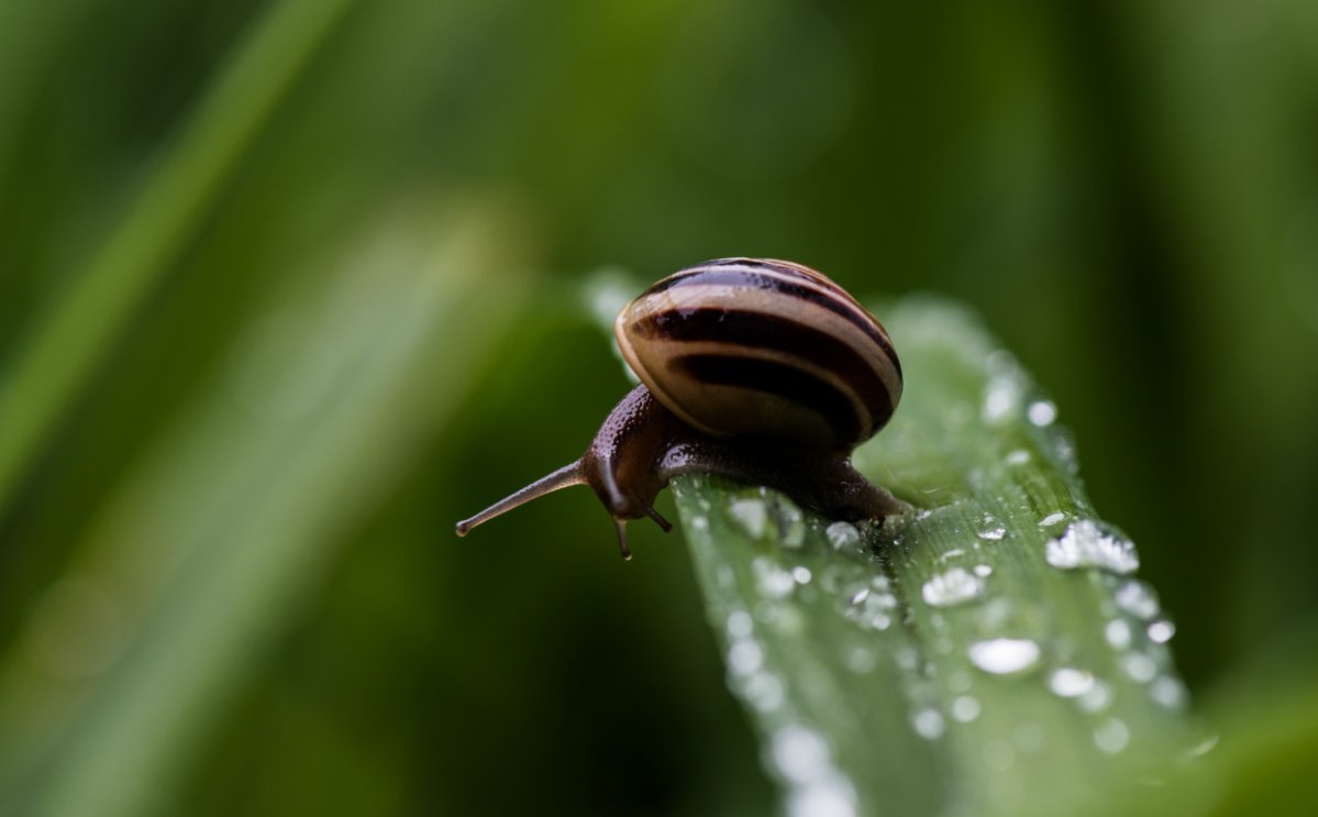 Farmers and locals alike are buying up snails to sell their slime to the beauty industry.