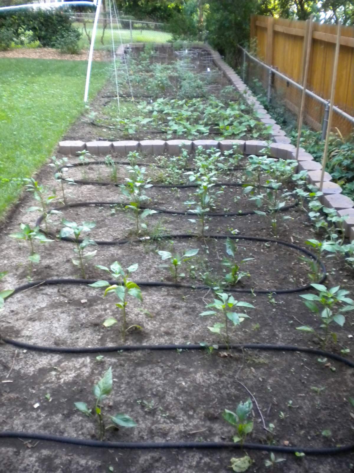 Easy ways to use a little less water in your own backyard - image