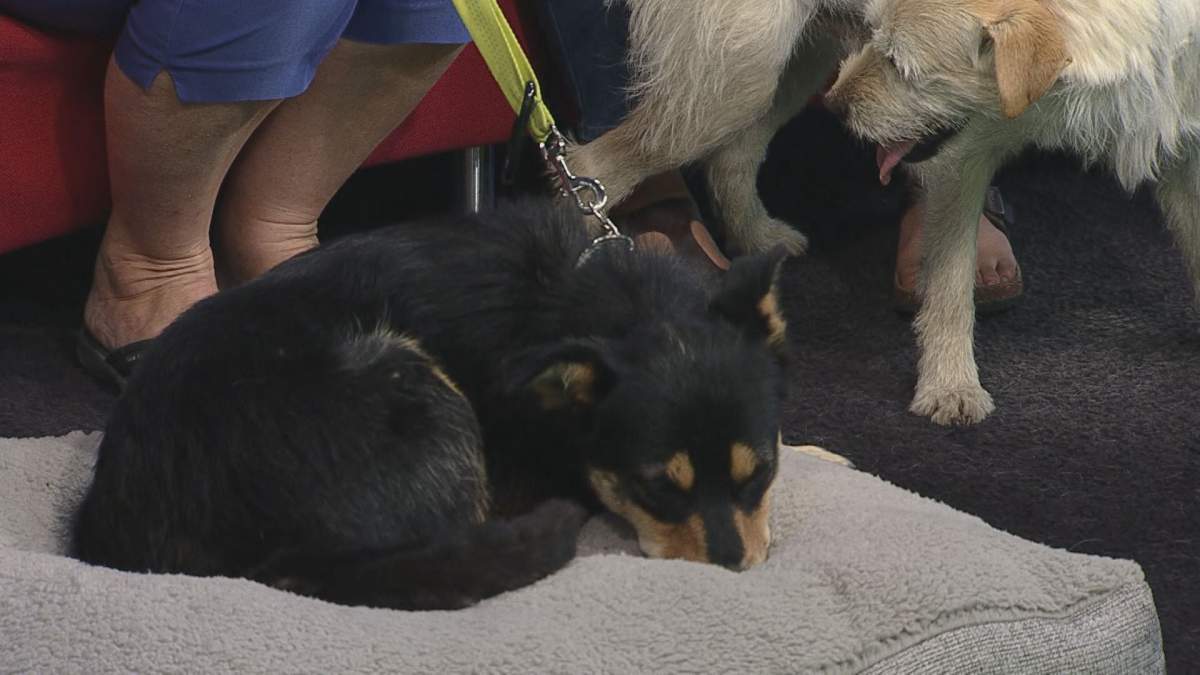 Adopt A Pal: Sweet faces outshine a stormy start to the week - image