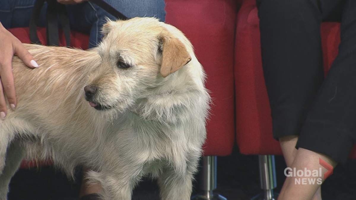 Tin Tin stopped by Global News Winnipeg for Adopt A Pal.