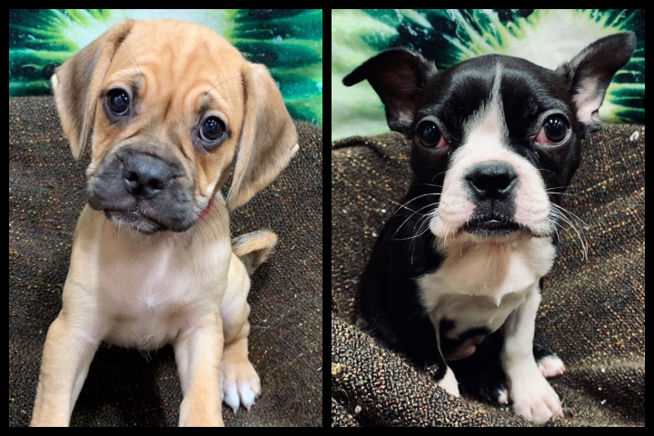 These two dogs were stolen from a Calgary pet store early Saturday morning.