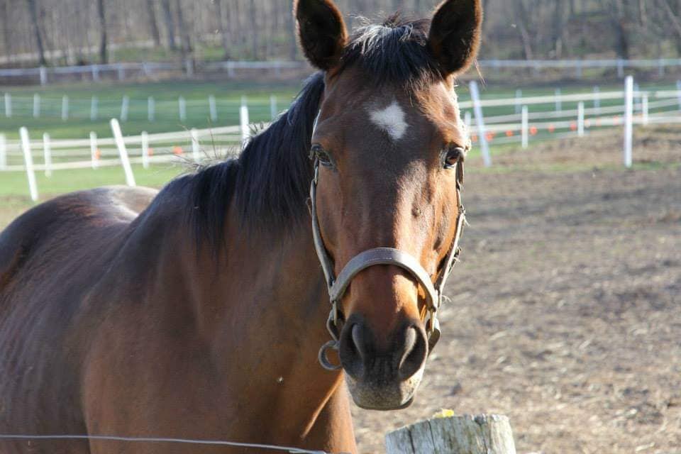 OlivIa, a 19-year-old thorougbred Trakehner mare, is one of two horses allegedly sold by Douro-Dummer farm owners without its owner's permission. 