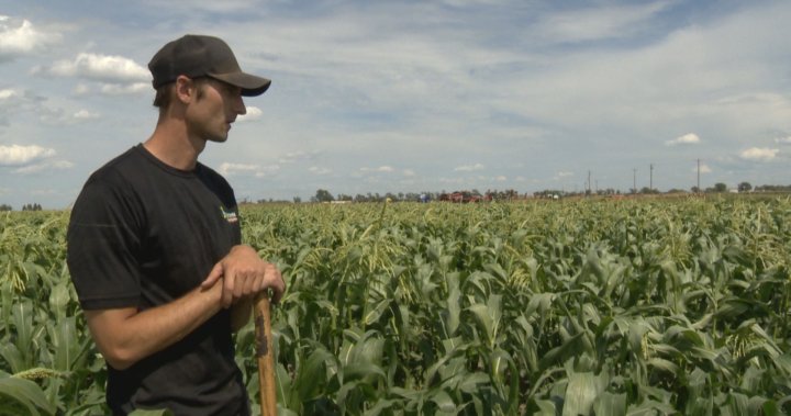 Alberta hikes crop insurance premiums 60%: ‘It’s not good news for farmers’
