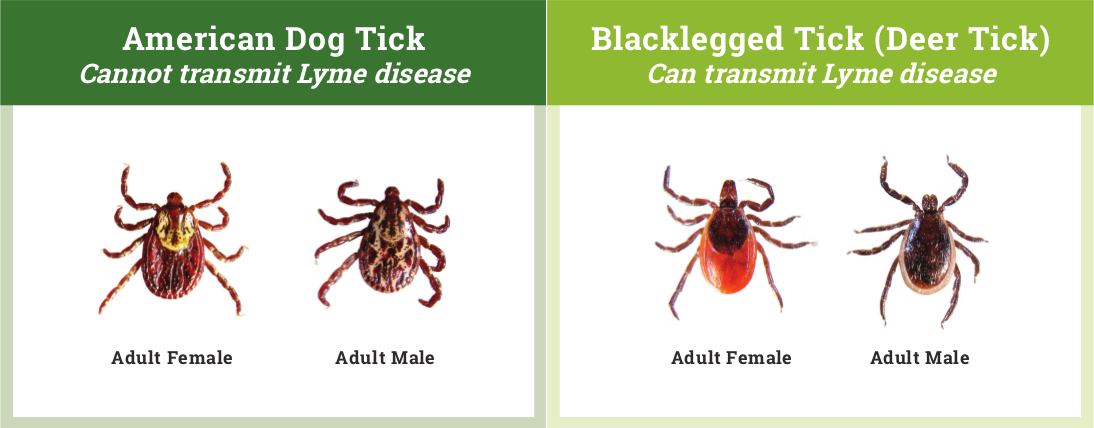 which ticks are dangerous to dogs