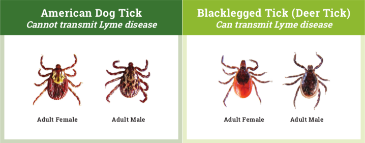 Tick season in Saskatchewan: Steps to reduce the risk of tick-borne ...