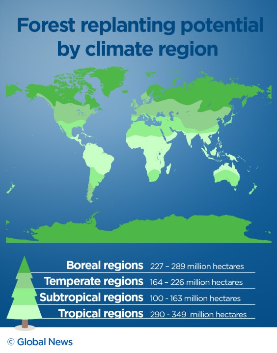 Reality check Will planting 1 billion hectares of trees slow down
