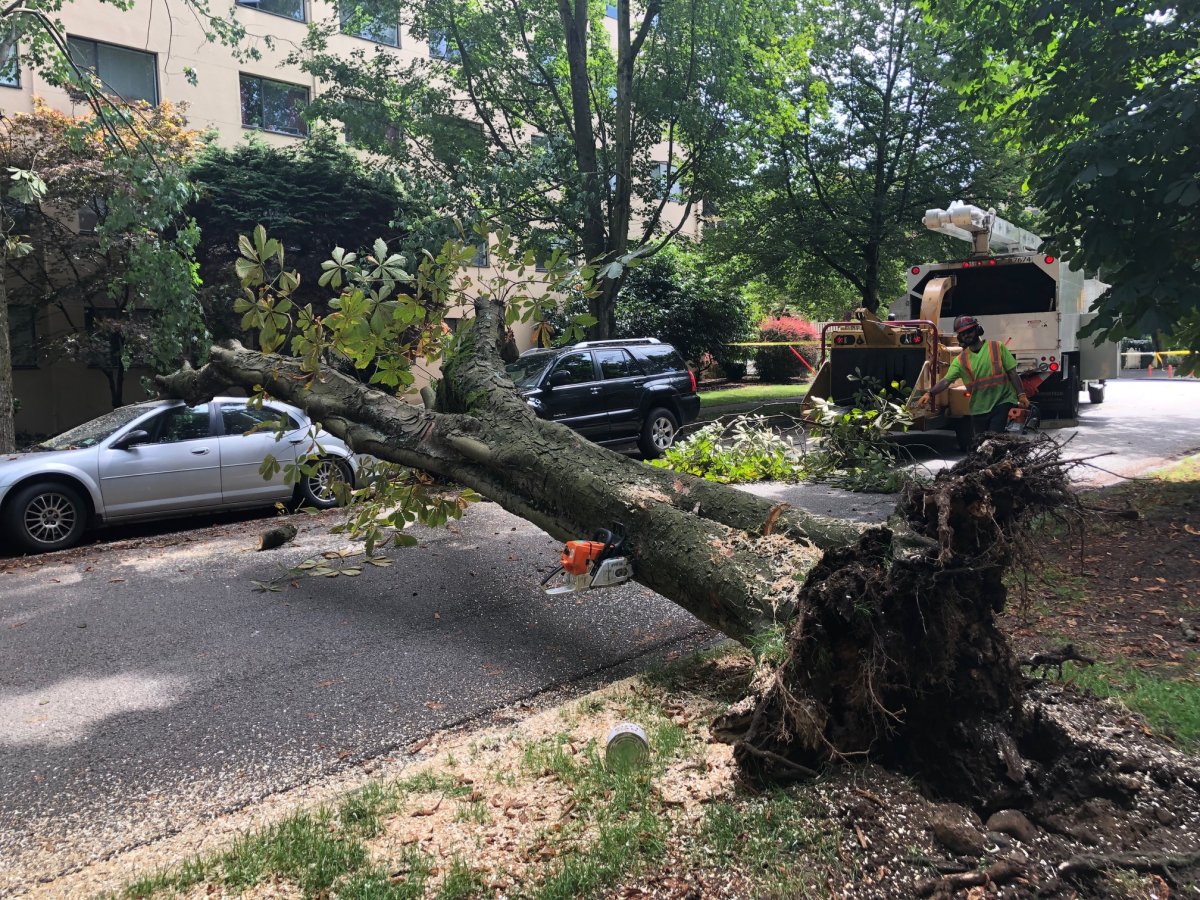 A massive tree lays across Pendrell Street near Bute Street in Vancouver's West End on Friday, July 12, 2019.