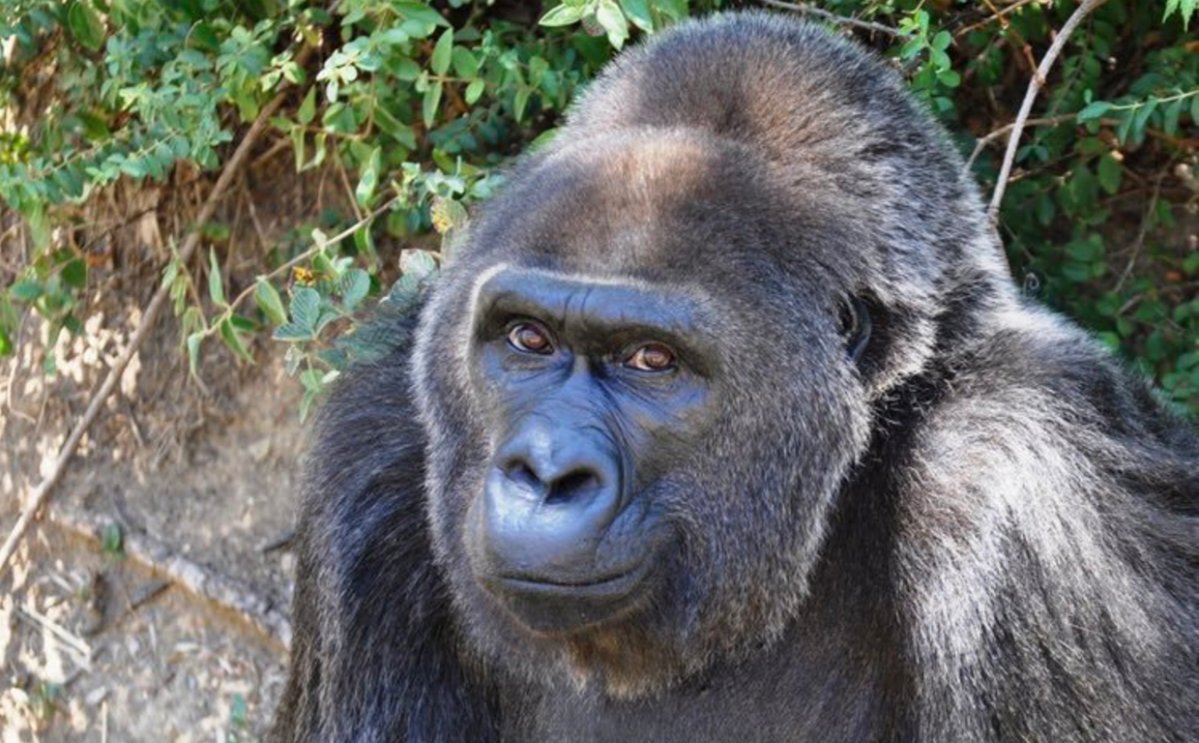 Trudy was the oldest living Western Lowland gorilla living in a zoo in the world.