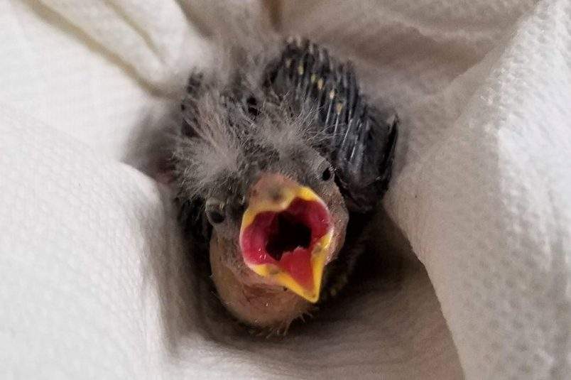 FILE. This lesser goldfinch chick arrived at a wildlife rehab centre via Uber.