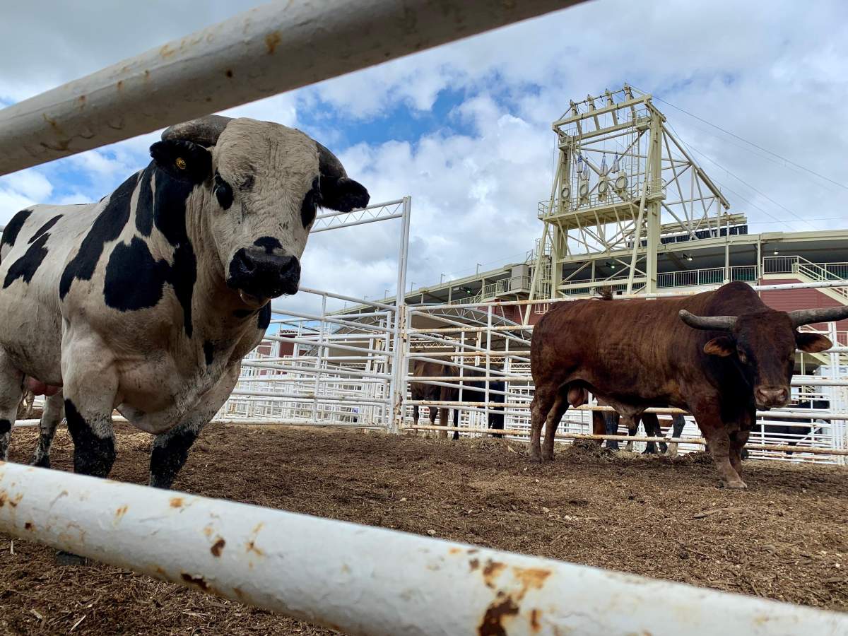 The University of Calgary is studying stress and injuries in Calgary Stampede bucking bulls in hopes of minimizing risk to animals.