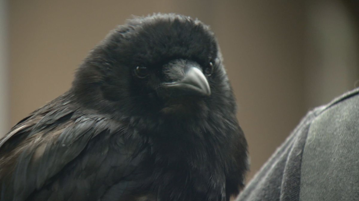 Canuck the Crow has earned the rare distinction of a federal bird band. 