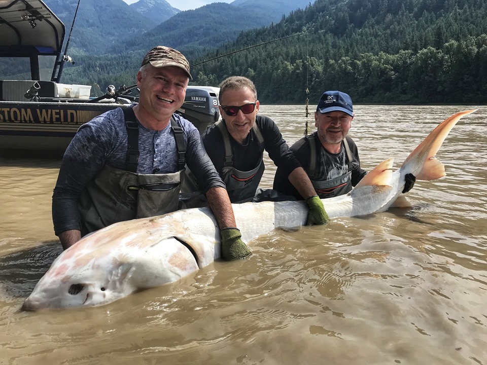 white sturgeon california fishing planet