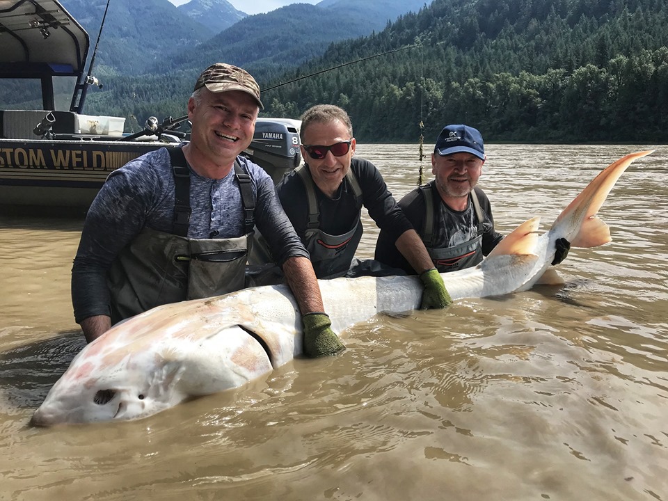 Fishing guide Jay Grant and clients from the Ukraine were "over the moon" when they landed this rare, pure-white sturgeon on Tuesday in the Fraser Canyon. 