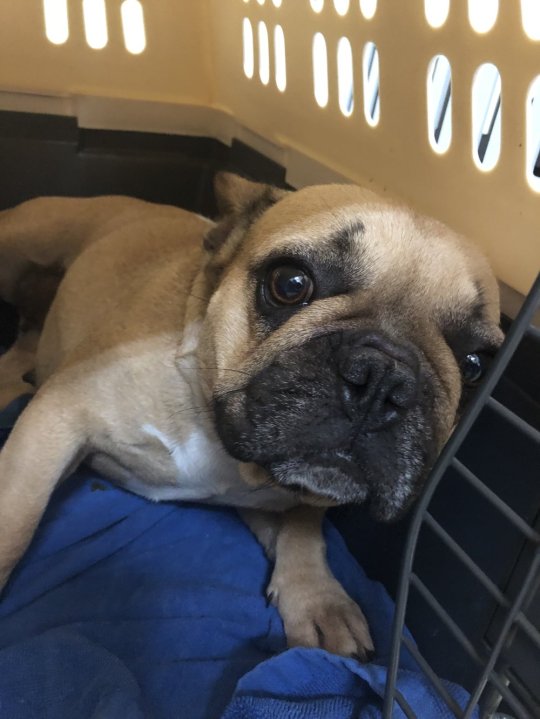 Pug puppies, French bulldogs rescued from Vancouver Island