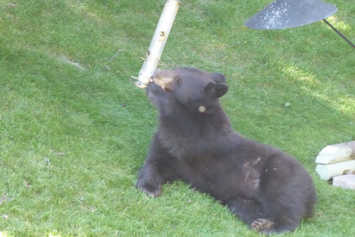 Black bear dines on bird seeds in Calgary backyard: ‘He’s just doing ...