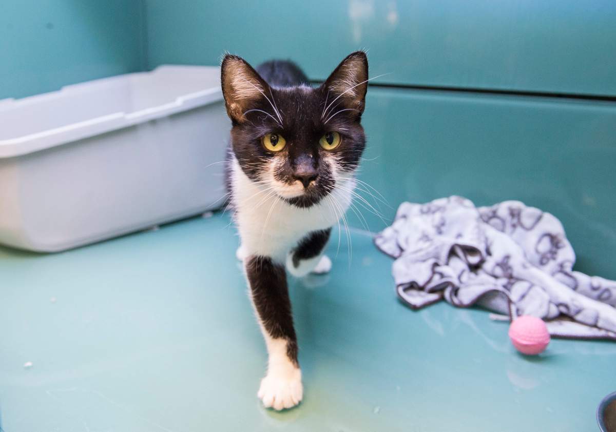 A cat is shown at a pet store in Montreal, Thursday, August 8, 2019. Pet store owners contesting a Montreal bylaw that forbids the sale of cats, dogs and rabbits that aren't sourced from a shelter or veterinarian have been denied a temporary suspension of those rules in a ruling this week. Quebec Superior Court rejected the request brought by 25 store owners to have the provisions temporarily stayed while a legal case brought by the group is argued on its merits.