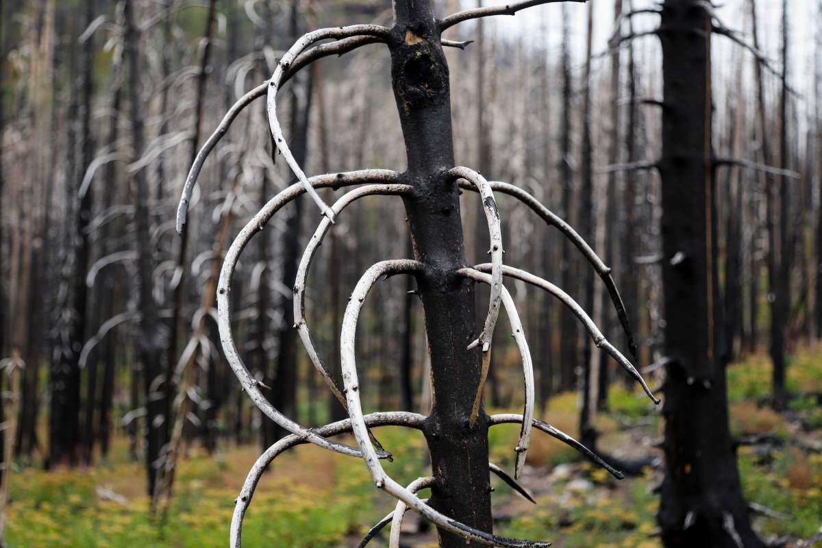The trunk and branches of a burned tree after a wildfire two years ago in Waterton National Park, Alta., Friday, Aug. 9, 2019.