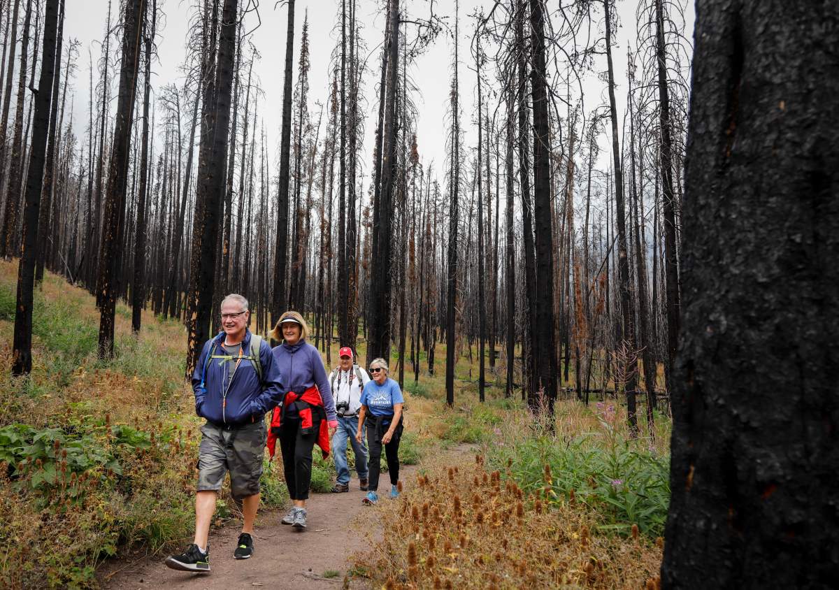 Hikers pass through a section of burned forest after a wildfire two years ago in Waterton National Park, Alta., Friday, Aug. 9, 2019.