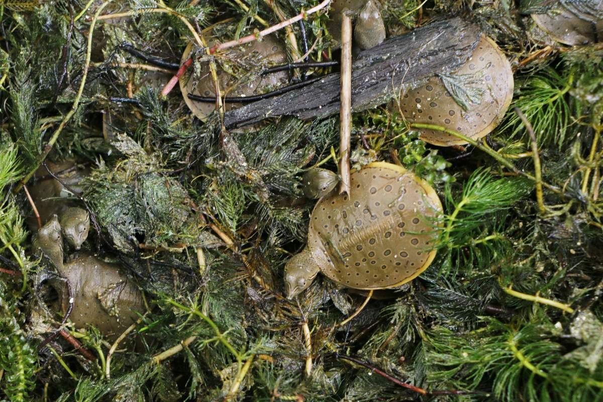 In previous years, studies along the Thames River revealed close to zero turtle egg survival and an aging adult population.