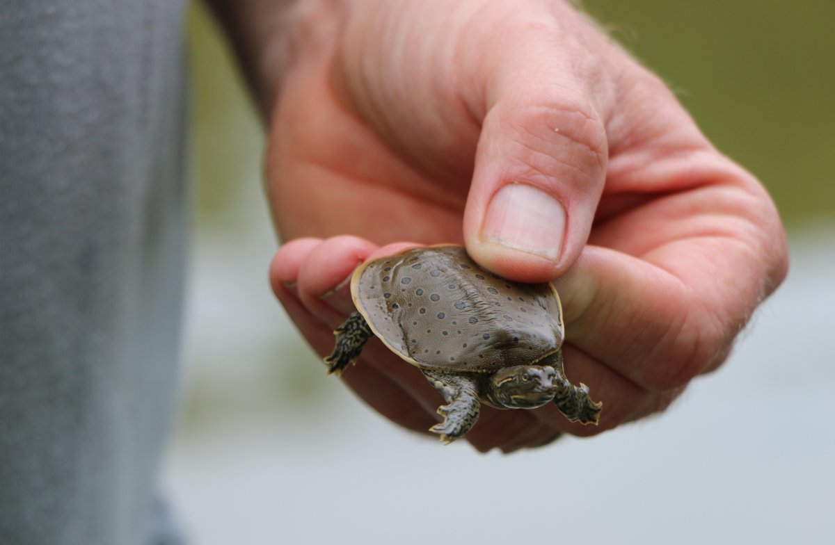 Climate change, human activities take toll on spiny softshell turtles ...