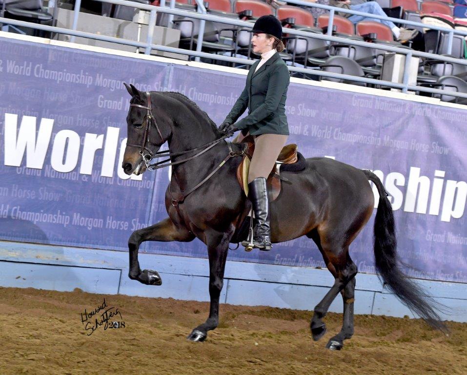 50th Annual Morgan Horse Show - image