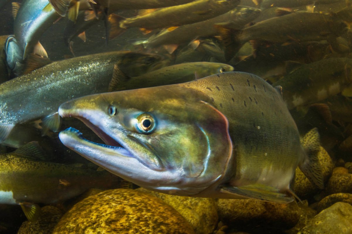 Atlantic Salmon Federation raises concerns after escape of farmed salmon - image