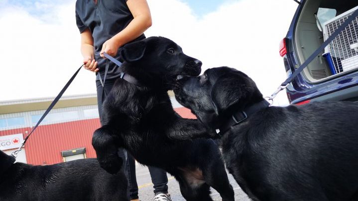 Saskatchewan has four new guide dogs in training.