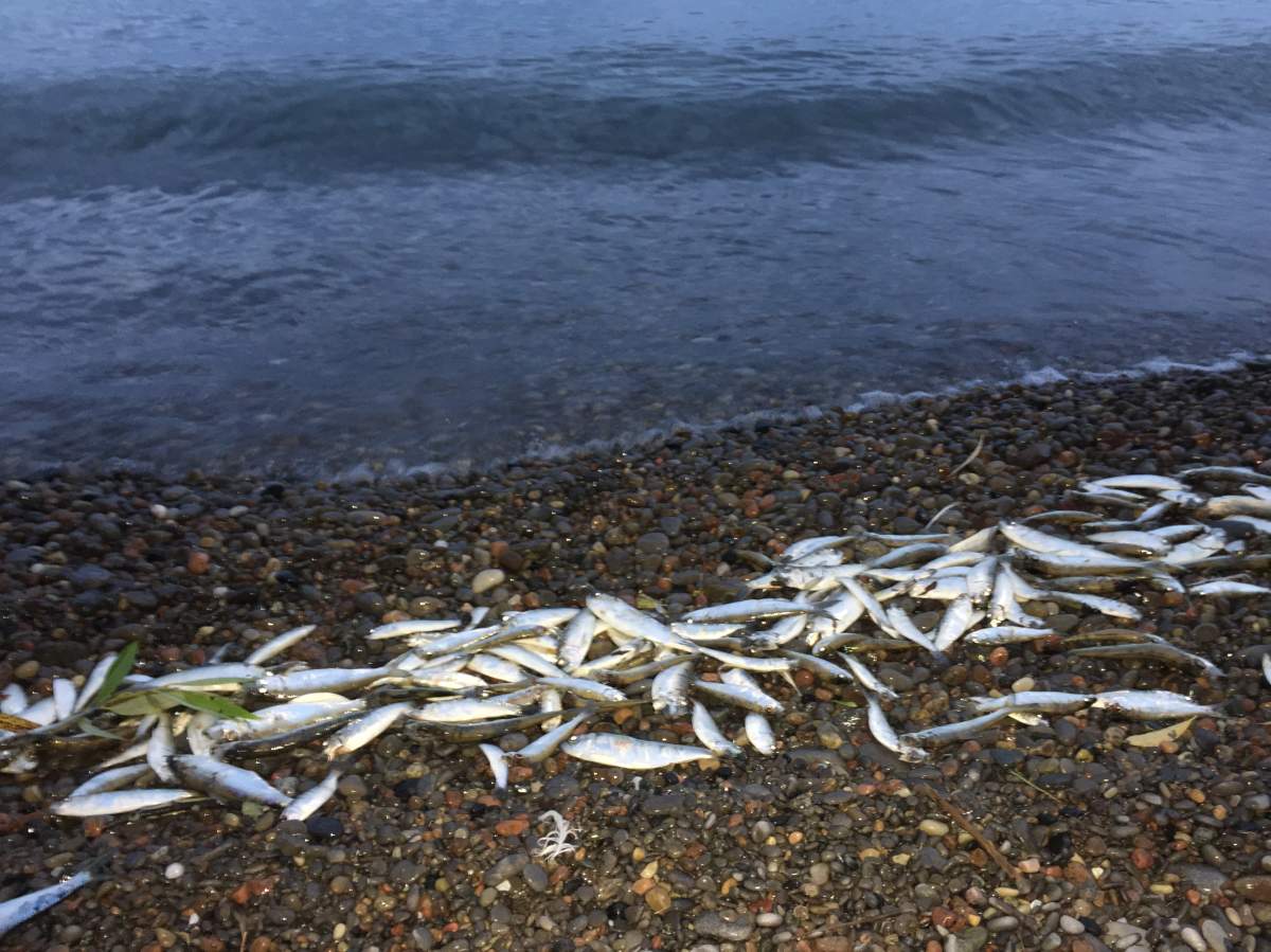 Thousands of alewife fish found dead on Lake Ontario beach near Grafton - image