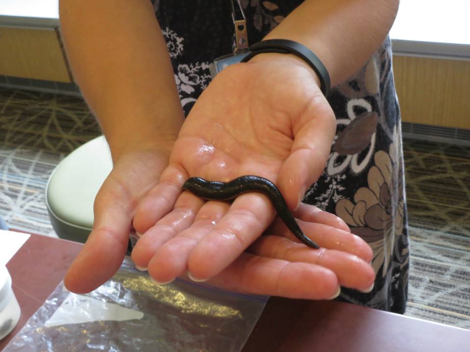 New Species Of Bloodsucking Leech With Almost 200 Teeth Found In   Anna Phillips   Mmimicus Outreach 