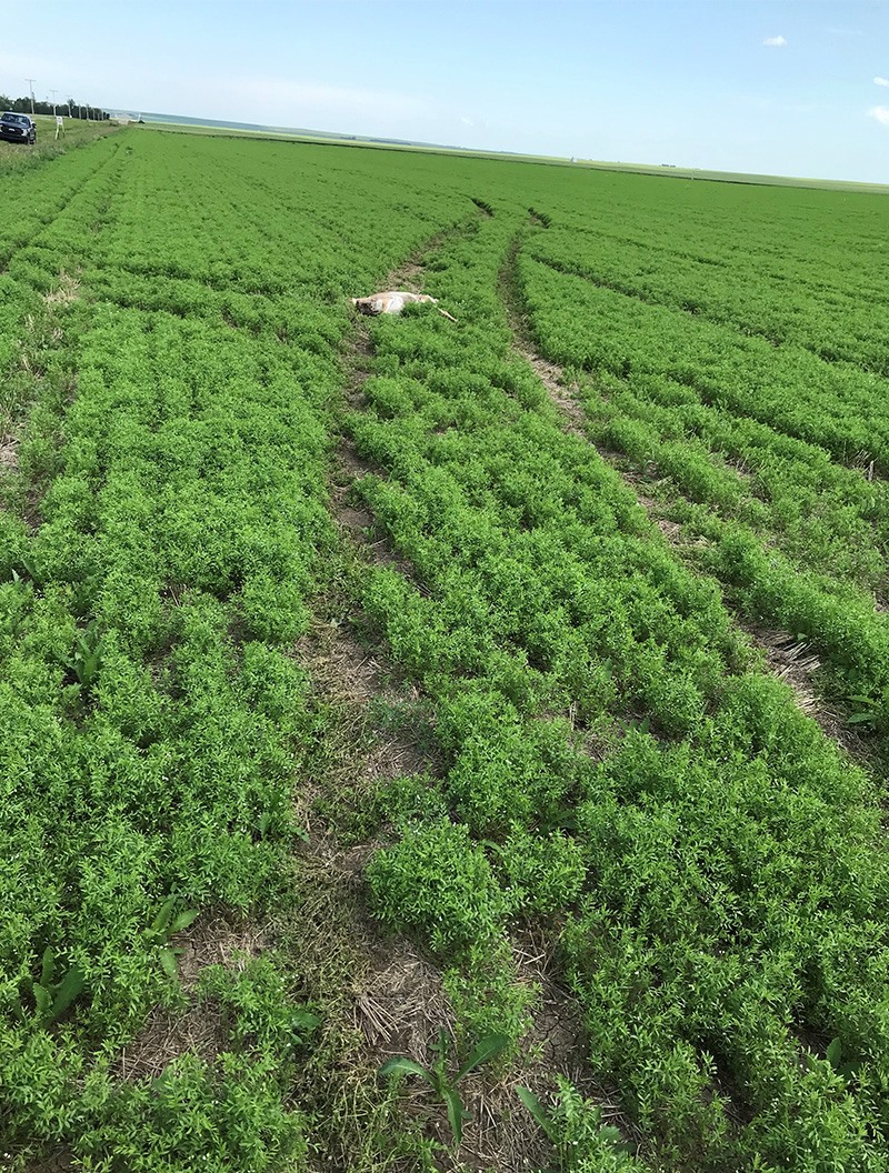 The Ministry of Environment is looking for help locating a suspected poacher who ran over and killed an antelope.