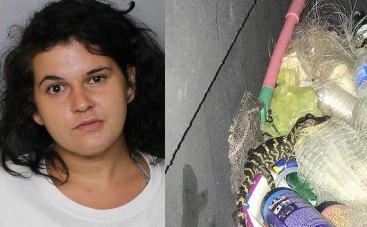 Ariel Machan-Le Quire plead guilty after pulling an alligator out of her pants.