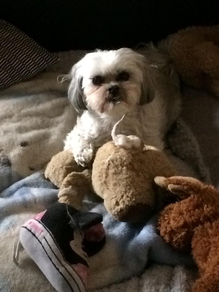 Global Calgary viewers share their pooch pictures for International Dog