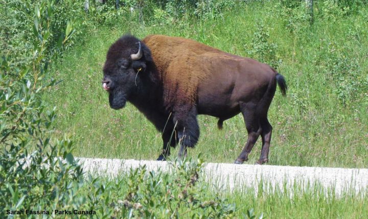 Parks Canada says a bison, shown in an Aug.4, 2019 handout photo, has been relocated to Rocky Mountain House National Historic Site after it wandered out of Banff National Park. 