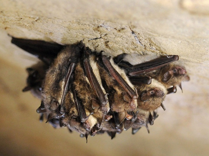 do bats hibernate in maryland