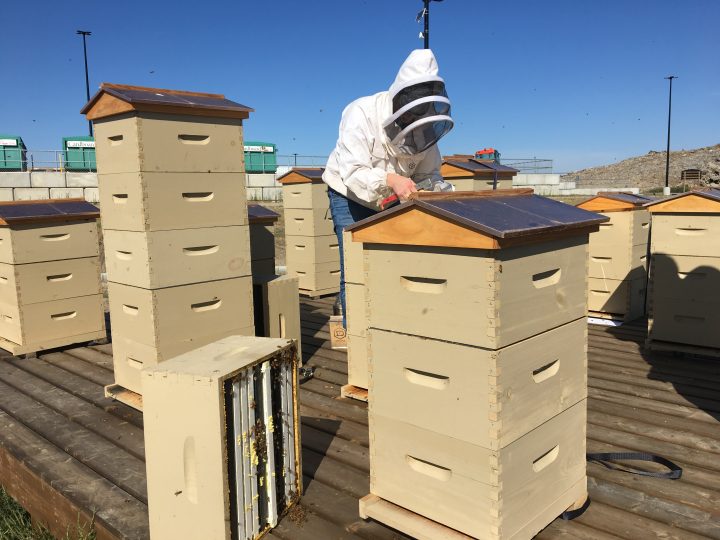 Beekeepers experiencing high mortality in bees this year
