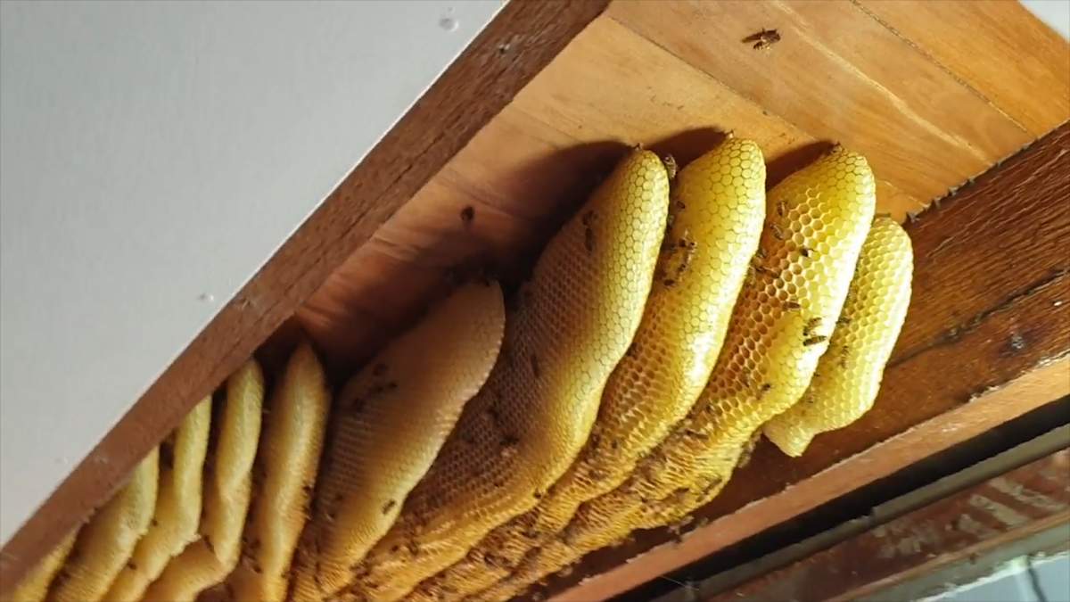 Part of a whole beehive in the roof of a Brisbane, Australia home can be seen in this photo from August 17, 2019.