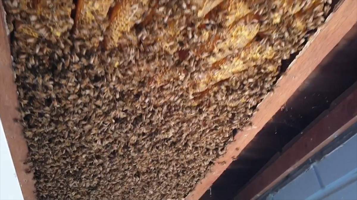 Bees walk along the combs of a hive found in the roof of a Brisbane, Australia home on August 17, 2019.