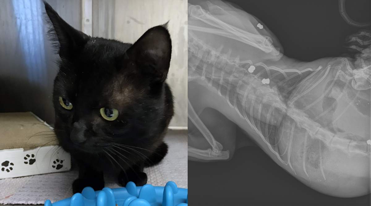 The BC SPCA has opened a cruelty investigation into the pellet gun shooting of a Nanaimo cat. 