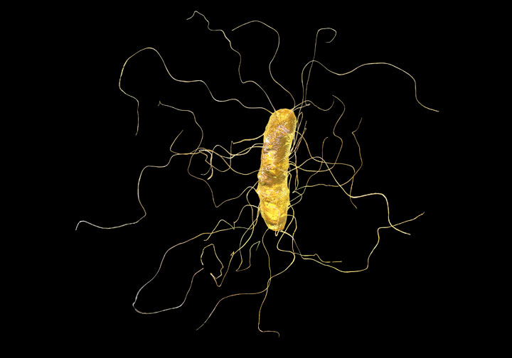 C. difficile is on the verge of dividing into two species, researchers say, with one well-suited to living in hospitals.