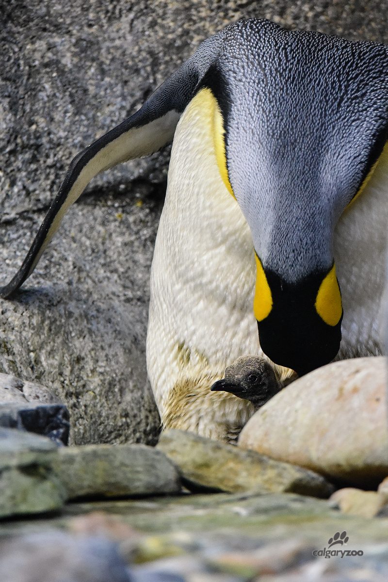 The Calgary Zoo saved a king penguin chick after its egg prematurely broke.