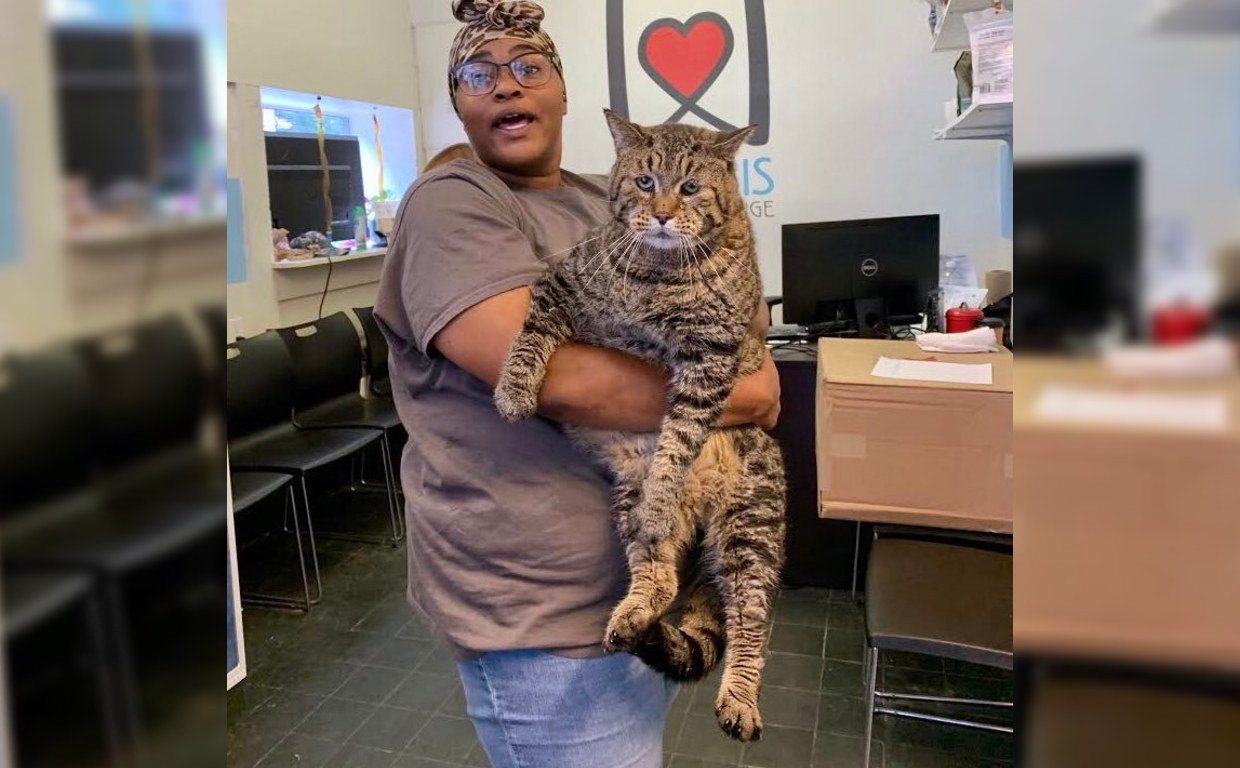 Adoption Offers Pour In For 26 Pound Chonky Cat National Globalnews Ca