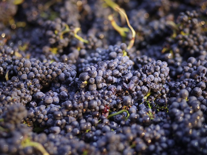 A cluster of pinot noir grapes.