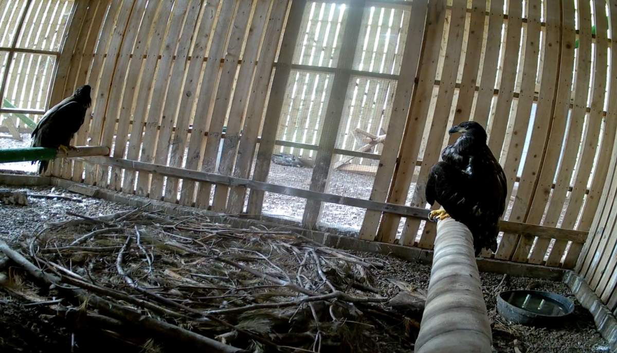 Image of the two rescued eaglets at the Cobequid Wildlife Rehabilitation Centre. 