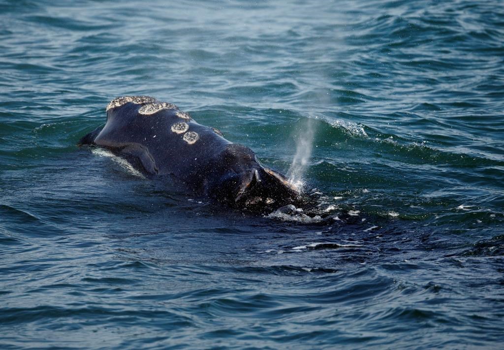‘Find some good solutions’: governments, experts, fishermen prepare for 2020 right whale regulations - image