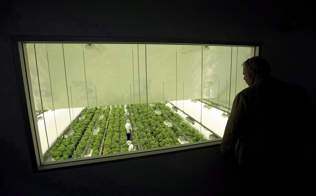 Staff work in a marijuana grow room that can be viewed by at the new visitors centre at Canopy Growth's Tweed facility in Smiths Falls, Ont. on Thursday, Aug. 23, 2018.