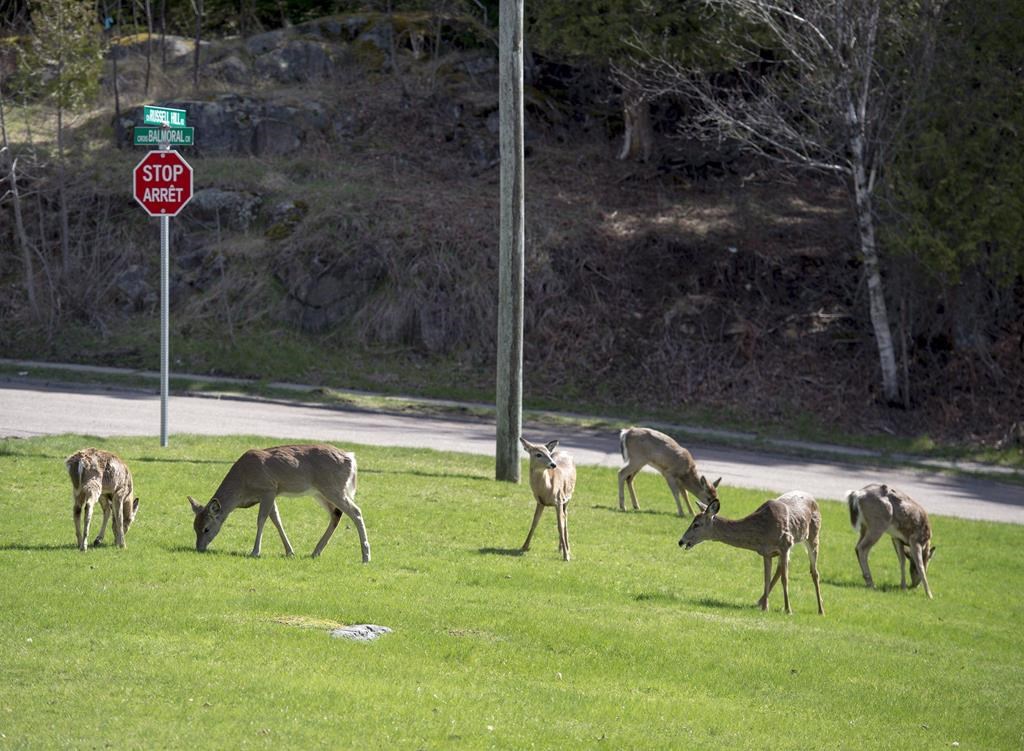 Deer graze on a grassy area in a Saint John, N.B. neighbourhood on May 5, 2018. The New Brunswick government will launch a controlled bow hunt within the City of Saint John this fall in an effort to reduce the number of deer becoming a nuisance within populated areas. A public meeting is set for Wednesday evening to explain the program to residents of the Millidgeville area of Saint John who have been complaining about deer roaming the streets and destroying gardens. THE CANADIAN PRESS/Andrew Vaughan.